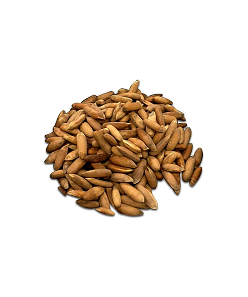 Pinenuts