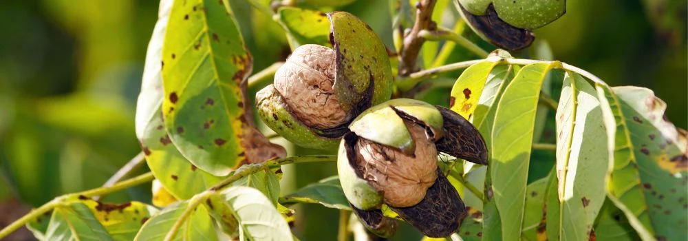 Kashmiri Walnuts